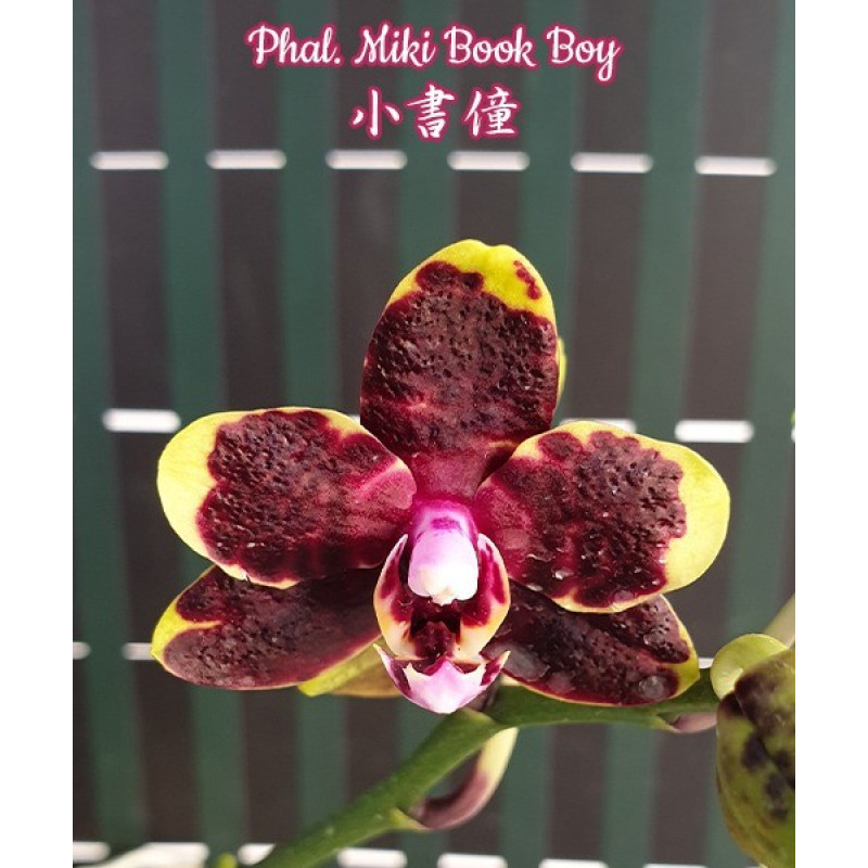 Орхiдея Phal. Miki Book Boy - купити, доставка Україна